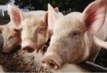 Lokal nga hog raisers, nagapanawagan sang dugang nga suporta kag paglimit sang importasyon sang baboy
