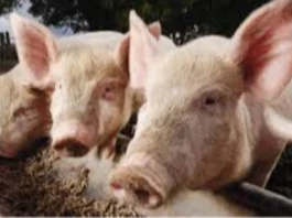 Lokal nga hog raisers, nagapanawagan sang dugang nga suporta kag paglimit sang importasyon sang baboy