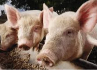 Lokal nga hog raisers, nagapanawagan sang dugang nga suporta kag paglimit sang importasyon sang baboy