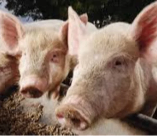 Lokal nga hog raisers, nagapanawagan sang dugang nga suporta kag paglimit sang importasyon sang baboy