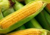 Pangulong Marcos, itinaas sa 500,000 MT ang corn import quota ngayong 2026
