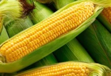 Pangulong Marcos, itinaas sa 500,000 MT ang corn import quota ngayong 2026
