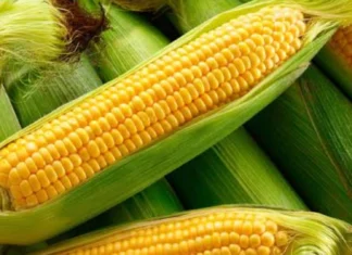 Pangulong Marcos, itinaas sa 500,000 MT ang corn import quota ngayong 2026