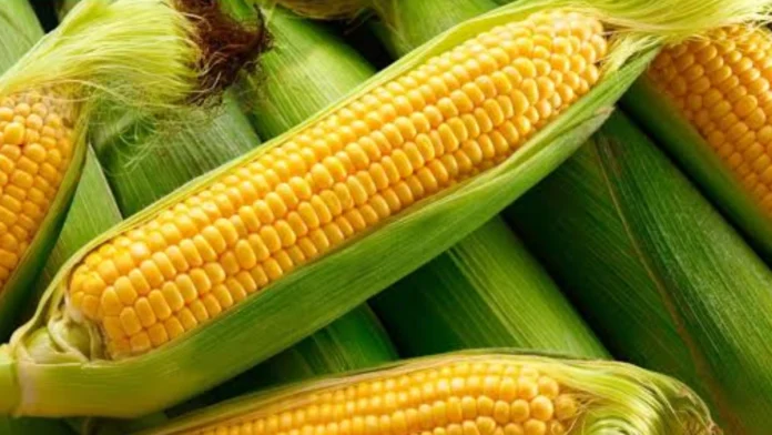 marcos-itinaas-500000-mt-corn-import-quota-ngayong-2026