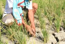 P500,000 Pilipino ang apektado sang super El Niño – NDRRMC