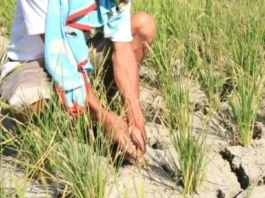 P500,000 Pilipino ang apektado sang super El Niño – NDRRMC