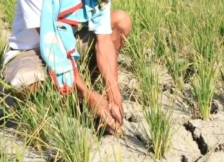 P500,000 Pilipino ang apektado sang super El Niño – NDRRMC