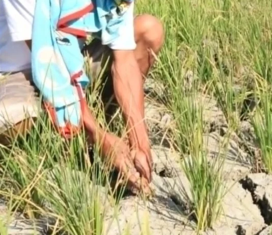P500,000 Pilipino ang apektado sang super El Niño – NDRRMC