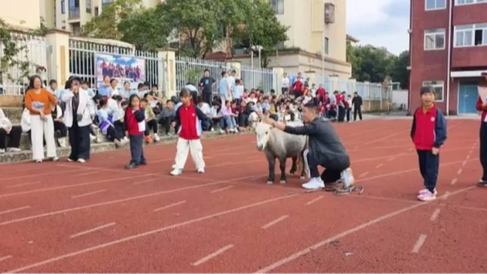 pony-nakalabaw-estudyante-karera-sang-sports-day-china