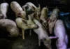 South Cotabato Agriculture Committee, nagapangita sang solusyon sa problema sang lokal nga hog raisers