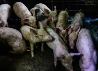 South Cotabato Agriculture Committee, nagapangita sang solusyon sa problema sang lokal nga hog raisers