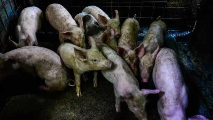 south-cotabato-agriculture-committee-nagapangita-sang-solusyon-problema-sang-lokal-nga-hog-raisers