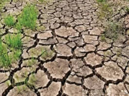 South Cotabato, lakip sa 79 ka probinsya nga posible maeksperyensyahan sang tuman nga kakulang sang ulan sa katapusan sang Marso – Office of the Provincial Agriculturist