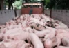 Temporaryo nga pagpahunong sa importasyon sang baboy, ginapanawagan agud mabuligan ang lokal nga hog raisers