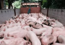 Temporaryo nga pagpahunong sa importasyon sang baboy, ginapanawagan agud mabuligan ang lokal nga hog raisers