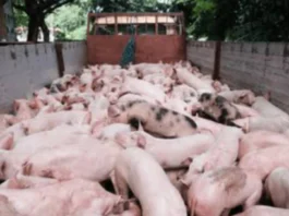 Temporaryo nga pagpahunong sa importasyon sang baboy, ginapanawagan agud mabuligan ang lokal nga hog raisers