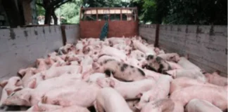 Temporaryo nga pagpahunong sa importasyon sang baboy, ginapanawagan agud mabuligan ang lokal nga hog raisers