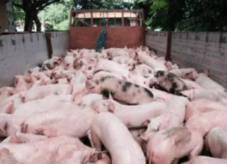 Temporaryo nga pagpahunong sa importasyon sang baboy, ginapanawagan agud mabuligan ang lokal nga hog raisers
