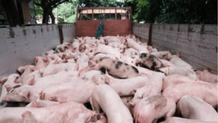 temporaryo-nga-pagpahunong-importasyon-sang-baboy-ginapanawagan-agud-mabuligan-lokal-nga-hog-raisers
