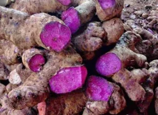 USDA, naglaan sang $34.1 milyon para sa pagpauswag sang industriya sang ube sa Pilipinas
