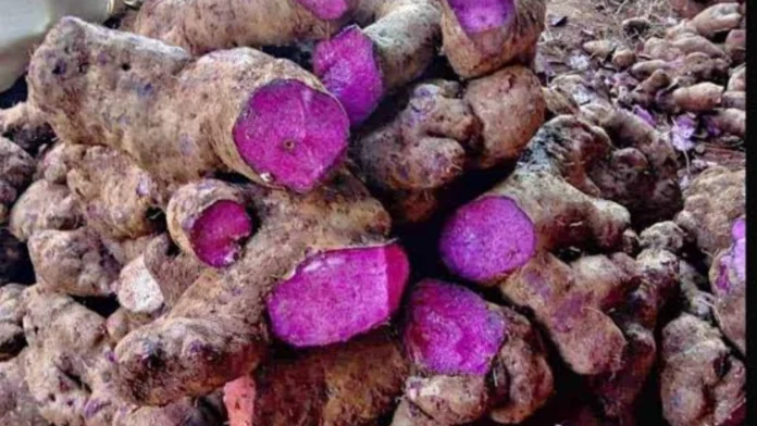 usda-naglaan-sang-341-milyon-pagpauswag-sang-industriya-sang-ube-pilipinas