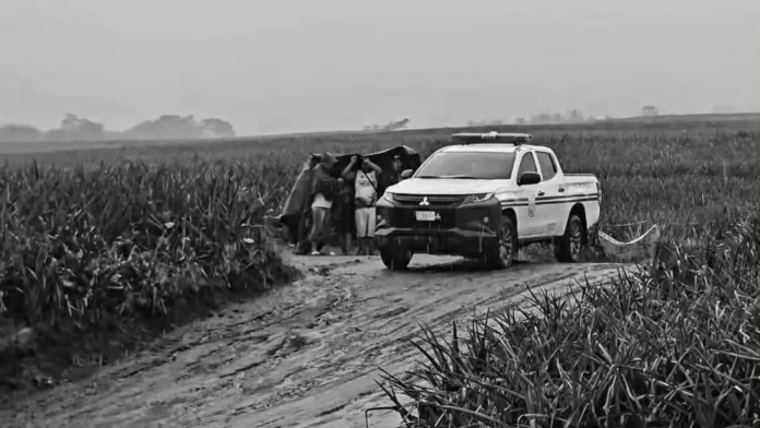 w_natagpuan-bangkay-pineapple-plantation
