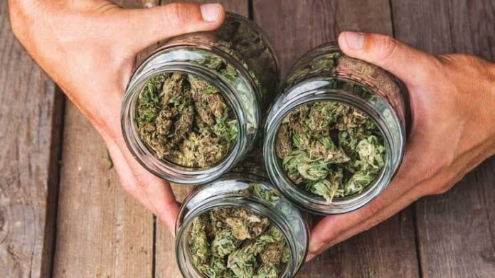 MEDICAL MARIJUANA