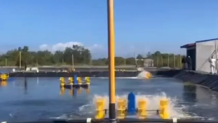 SHRIMP FARM