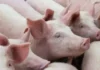 Agtartaraken ti baboy, maluksaw iti nababa a presio ti liveweight