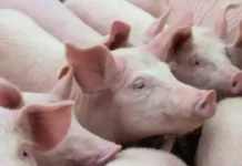 Agtartaraken ti baboy, maluksaw iti nababa a presio ti liveweight