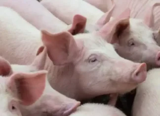 Agtartaraken ti baboy, maluksaw iti nababa a presio ti liveweight