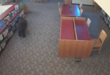 Maysa nga oso, simrek iti maysa a library iti California; security video, nag-viral