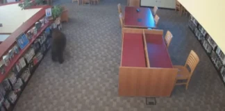 Maysa nga oso, simrek iti maysa a library iti California; security video, nag-viral