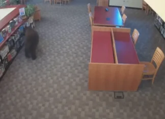 Maysa nga oso, simrek iti maysa a library iti California; security video, nag-viral