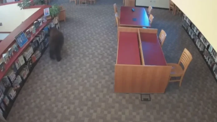 BEAR_AT_LIBRARY