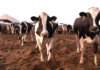 Pilipinas, nakagun-od ti 1,419 a masikog a dairy cattle manipud Australia para iti napigpigsa a produksion ti gatas