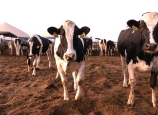 Pilipinas, nakagun-od ti 1,419 a masikog a dairy cattle manipud Australia para iti napigpigsa a produksion ti gatas
