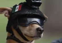 Maysa a chihuahua, nabigbig kas National Guard canine member iti Mexico