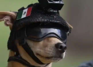 Maysa a chihuahua, nabigbig kas National Guard canine member iti Mexico