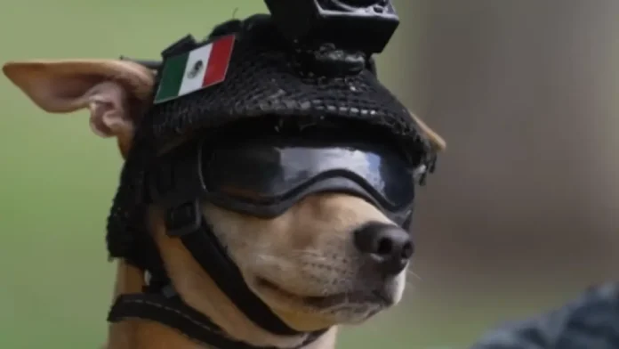CHIHUAHUA NATIONAL GUARD MEXICO