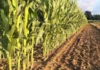 CP Seed Varietal Field Day, pinasetan dagiti 120 a mannalon ditoy siudad ti Laoag