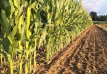 CP Seed Varietal Field Day, pinasetan dagiti 120 a mannalon ditoy siudad ti Laoag