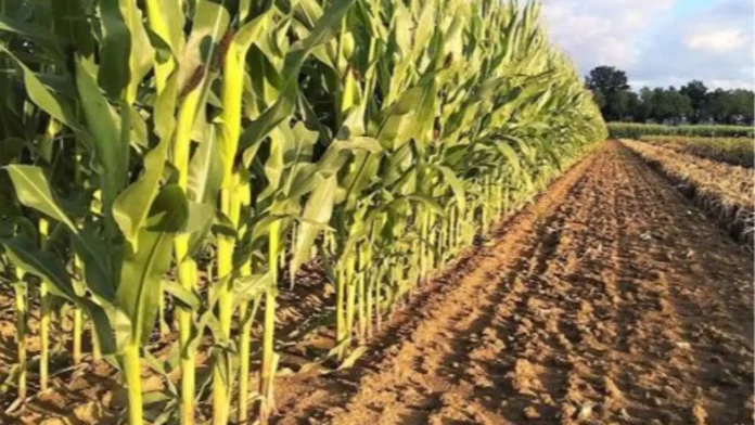 CORN
