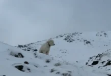 Maysa nga aso, nabirokan kalpasan a napukaw daytoy iti sumurok 50 nga oras gapu iti Alaska Avalanche