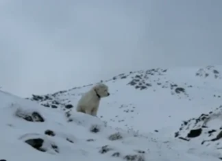 Maysa nga aso, nabirokan kalpasan a napukaw daytoy iti sumurok 50 nga oras gapu iti Alaska Avalanche