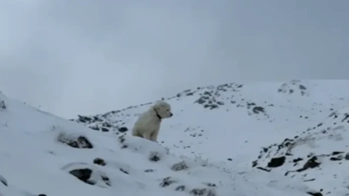 DOG_FOUND_AVALANCHE
