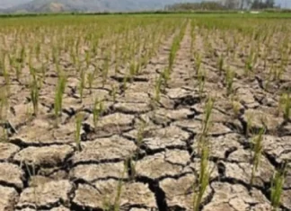 City Agriculture Office, manarimaan ti panangisagana na ti long term plan tapno maalay-ayan ti nakaro nga epekto ti El Niño ditoy ciudad ti Laoag