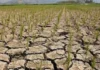 Perdisyon nga itunda ti Super El Nino iti agrikultura possible nga umabot iti P20 a bilyon – DA