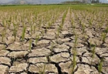 El Niño, dakkel ti epektona iti panagngato ti bagas iti 2027