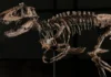 Nanotyrannus fossils, nagatang iti auction ti sumurok $47-M